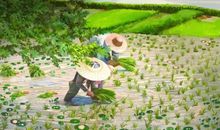 描写芒种节气的优美诗词 关于芒种的手抄报内容