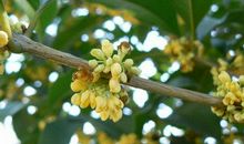 描写桂花的好句子