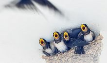 形容亲情不可靠的句子