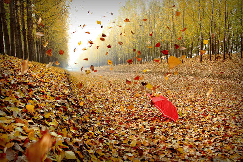 秋风的抒情句子