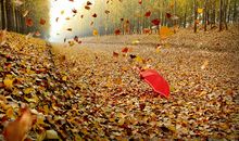 借秋风抒情的句子