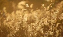 秋风的优美句子