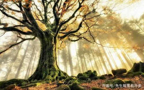 优雅优美的句子