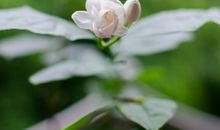 激励口号八个字