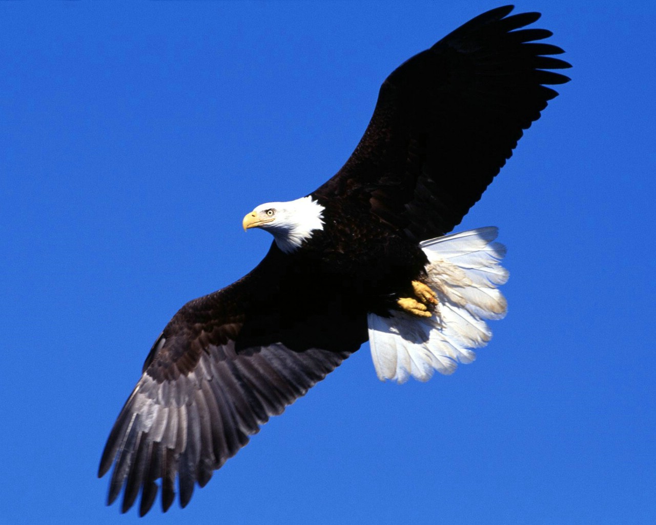 成功和努力正能量句子