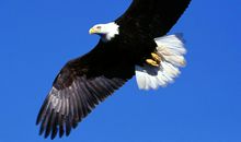 成功努力正能量句子