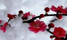 关于雪花的句子