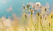 血脉亲情传承的句子