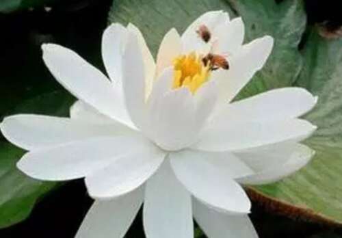 关于莲花的句子