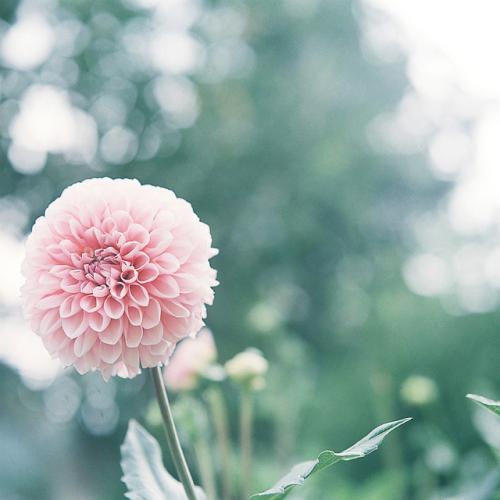 11.一个人最顽固，但只要成为父亲，他就会拥有一颗温柔的心。