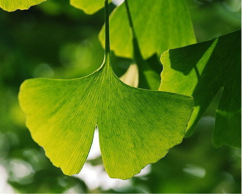 12.成熟是一个突然的时刻。将您的骄傲放在地上，让它绽放或变成泥泞。