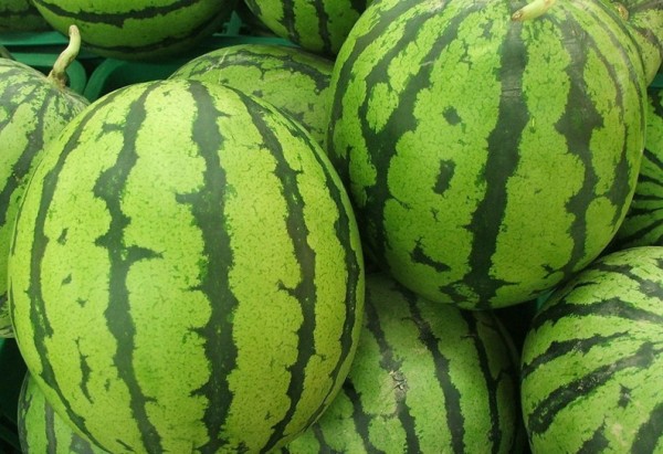 描述西瓜2的句子