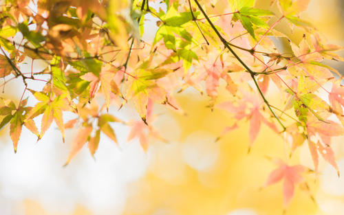 10.傲慢，残忍，狂躁，冷漠，不是善良的人所用的一句话；坚强，充实，自由，努力进取和悲观的人没有机会。