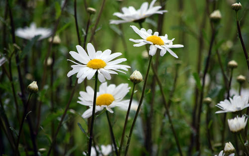 12.一切都不事先假定。当您遇到某事时，请不要想像它，尤其是不好的可能性。您思考的越多，压力就越大。将最大的精力放在当前的行动和当前的问题解决上。
