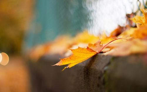 12.家是一个地方,在太阳落山的时候,疲倦的鸟儿可以休息,在风吹雨打的时候,可怜的鱼躲藏的地方,以及海外流浪者昼夜梦见他们的母亲的微笑的地方。面对。