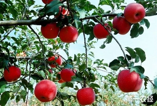 描述苹果的句子1