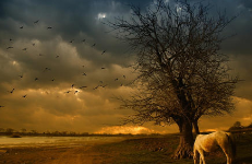 11.不要让善待你的人说他们是盲人。