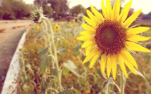 10.我现在心情很好,就像蓝天白云一样。我拿起书包,跳到学校面对早晨的阳光。