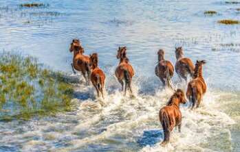 关于骏马的句子