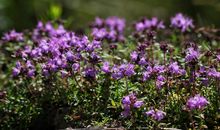 形容两家亲情的句子