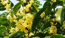 描写桂花的句子