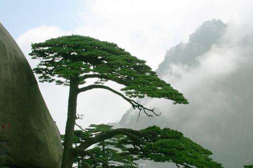 描述松树的句子