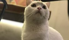 关于开心高兴心理活动的词语和句子