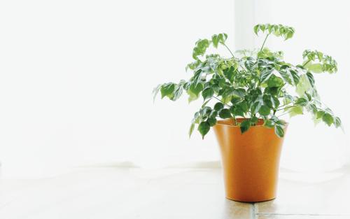 10.他发自内心地微笑着,喜悦像阳光一样充满了他的脸。