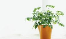 形容一个人很开心的句子用比喻