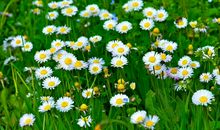 感叹父母亲情的句子