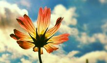 写出关于亲情感恩或敬老的句子