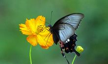 关于亲情抒情文的句子