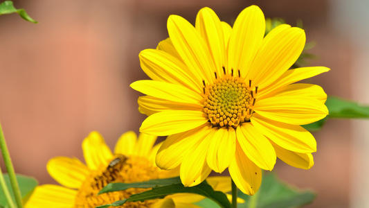 11.阳光在教室里散发出耀眼的光彩,照耀着幸福而激动的脸,每张脸都像一朵花。