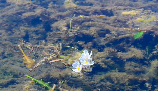 12.有人说,使自己快乐的最好方法是首先使别人快乐。