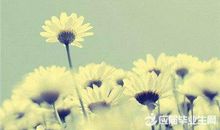 优美感怀经典句子