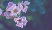 别人开心的英语句子