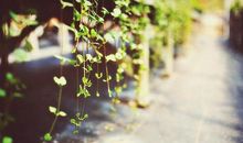 有关亲情事情的句子