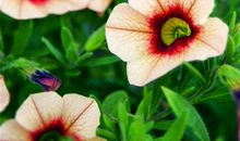 有你就够了开心的句子