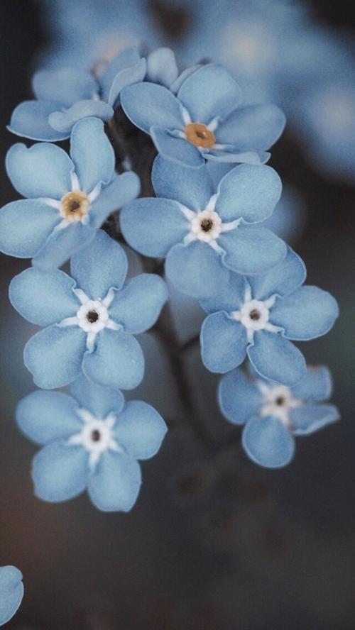 10.我拿出杂志,仔细看了一下。文章中有一个精美的插图。有一个老师和一个小女孩穿着花裙子,长着两个辫子。我认为那个小女孩对我来说可能就足够了,因为她的脸好笑!我一遍又一遍地看着它,我舍不得放手。