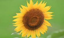 形容亲情流露的句子