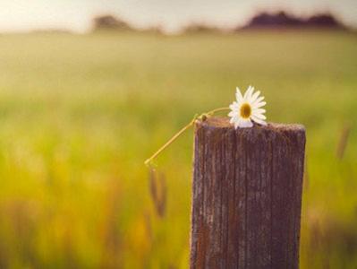 10.回想一下我走过的风雨如磐的道路。爸爸,当我感到困惑时,你总是引导我。是您的鼓励使我考虑了这一点,并且使我成熟。在你的生日,你会给我最好的敬虔生日祝福。