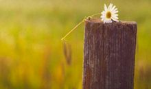 和妈妈一起开心的句子