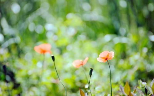 10.父母的爱是伟大的,但争吵是不可避免的。当它触动内心深处的情感时。悲伤而绝望,不依靠,半夜哭泣,回想起当时的话,难免难过。再见了,那个曾经天真无邪的男孩。