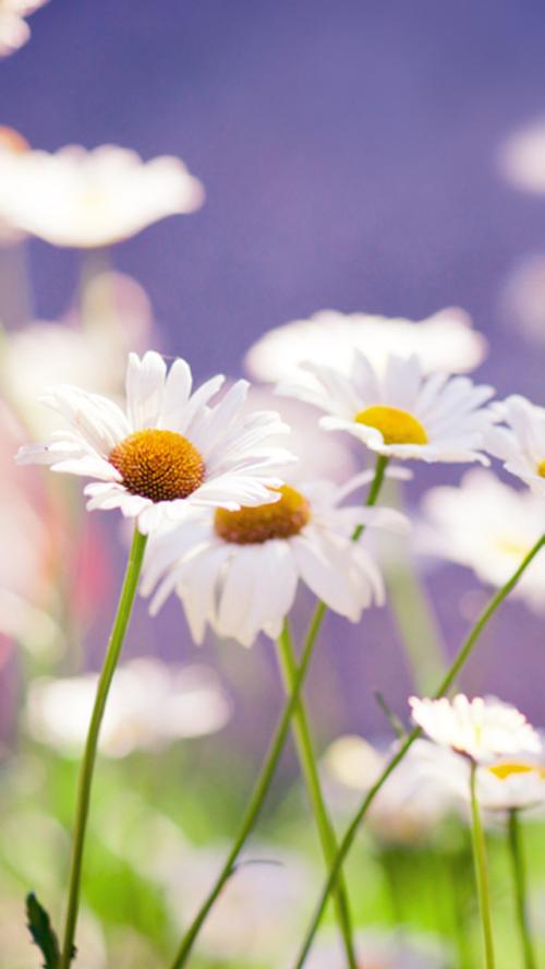 10.我只需要完美，天真的爱，不背叛的爱，持久的友谊和亲切的感情。