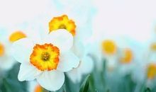 所谓的亲情也不过如此句子