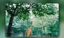 形容亲情的句子英文