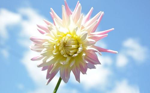 11.一袋鼓鼓的,芬芳的,充满了我无尽的欲望。