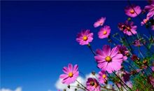 一年级上学开心的句子