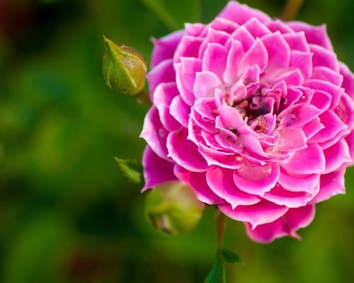 11.早晨，小明高兴地背着书包上学。突然，在路上，他看到乌云逐渐变暗，风又在吹来，使大树错开。她记得这就是她的家人中没有人的情况。因为爸爸妈妈去上班了，我该怎么办？他以为，如果下雨，那座房子就会坏了。水肯定会使房子弄湿。考虑到这一点，他转身回家。