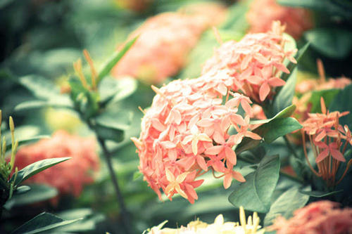 10.当我想家的时候,这让我感到沮丧。当我想念家时,这使我晚上难以入睡。自从我来到新乡幼儿师范学校以来,我不禁想起了夜深人静的家。